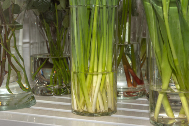 Floralife Optimal Flower Care